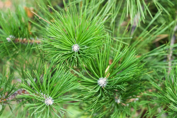 Świerk Zielona Gałąź Choinki Jesiennym Parku Tło Nowego Roku Kopią — Zdjęcie stockowe