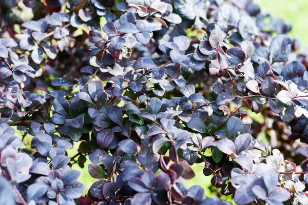 Foglie Sul Cespuglio Vicino Autunno Giorno Autunno Sfondo Verde Soft — Foto Stock