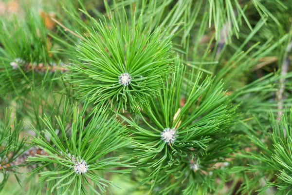 Spruce Green Christmas Tree Branch Autumn Park New Year Background Stock Photo