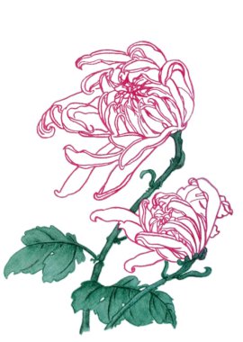 Suluboya çiçek, iki güzel çiçekli kasımpatı olur. Çin tarzı, beyaz arka plan üzerinde izole yürütülen illüstrasyon.