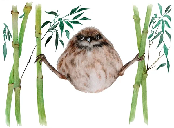 Рисунке Акварелью Изображена Прохожая Гнездящаяся Бамбуковых Ветвях Иллюстрация Выполнена Традиционном — стоковое фото