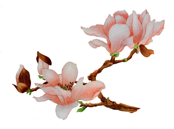 美しい大きな花の枝と水彩 ピンクのモクレンの花です 白い背景に分離された 伝統的な中国スタイルで実行される図 — ストック写真