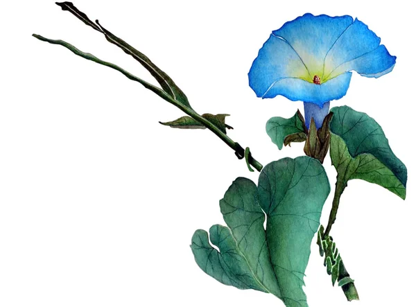 Acuarela Con Flor Ipomoea Hojas Una Hermosa Flor Azul Gloria —  Fotos de Stock