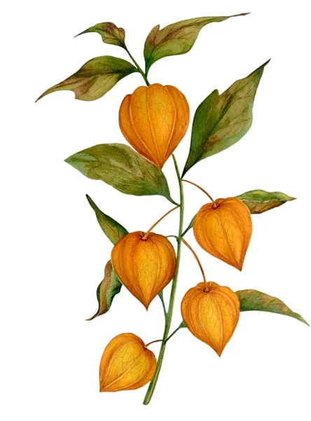 Akvarell Egyik Ága Physalis Vagy Narancs Kínai Lámpás Akvarell Kézzel — Stock Fotó