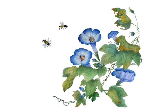 Akvarel Kvetoucí Větve Ipomoea Krásné Modré Květy Svlačec Včely Jsou — Stock fotografie