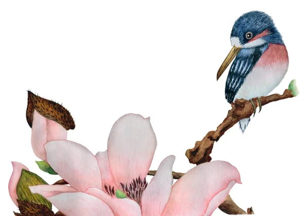 Gyönyörű Kingfisher Ága Magnólia Közelről Elszigetelt Fehér Background Hagyományos Kínai — Stock Fotó