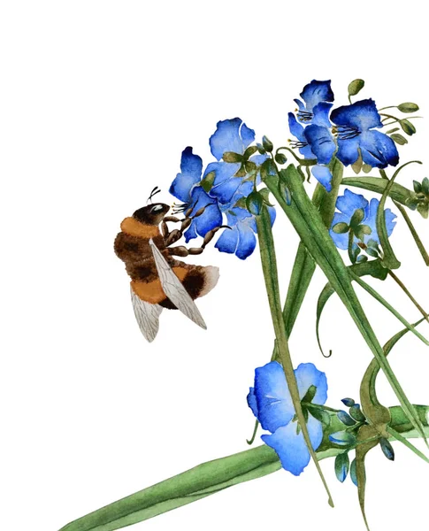 Aquarel Illustratie Met Een Mooie Grote Hommel Die Nectar Blauwe — Stockfoto