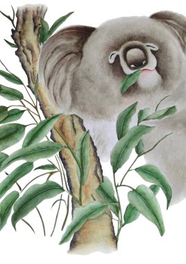 Suluboya şirin koala okaliptüs dal üzerinde o yiyor yaprakları gösterir. Çin tarzı, beyaz arka plan üzerinde izole yürütülen illüstrasyon.
