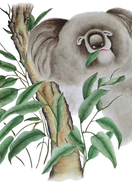 Watercolor Shows Cute Koala Eucalyptus Branch She Eats Leaves Illustration — Stock Photo, Image