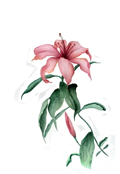 Akvarell Illustration Vacker Rosa Trädgård Lilja Blomma Illustration Som Avrättades — Stockfoto