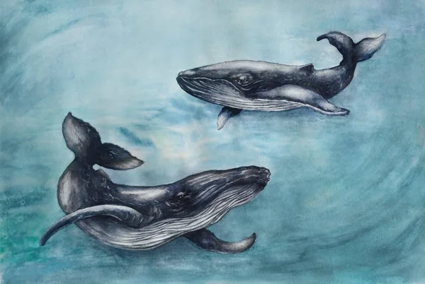 水彩与一对蓝色的大型灰鲸 用手工制作的动物的插图 — 图库照片