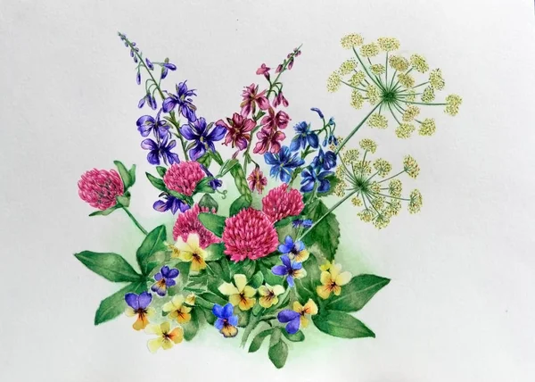Akvarell Egy Egy Csokor Vadvirágok Csokor Ibolya Kapor Lóhere Orvosi — Stock Fotó