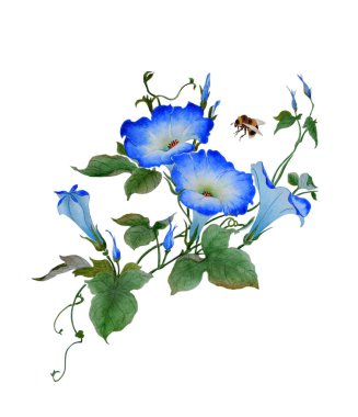 Suluboya çiçekli dal Ipomoea ile. Güzel mavi çiçekler sabah zafer bumblebee yakınındaki sinek var. Beyaz arka plan üzerinde izole geleneksel Çince stilde yürütülen illüstrasyon.
