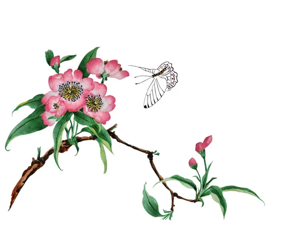 桜と蝶の近く — ストック写真