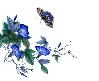 Sulu Boya çizim çiçek açan sabah zafer, convolvulus güzel bir dalı ile. Mavi Ipomoea çiçekler, kelebek yakınındaki sinek var. Çin stili, beyaz arka plan üzerinde izole çizimde.