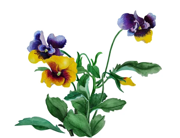 Watercolor  flowers of garden violets, pansies — Stock Photo, Image