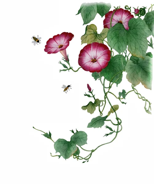 Vízfesték Egy Virágzó Ipomoea Gyönyörű Rózsaszín Virágok Reggeli Dicsőség Méhek — Stock Fotó
