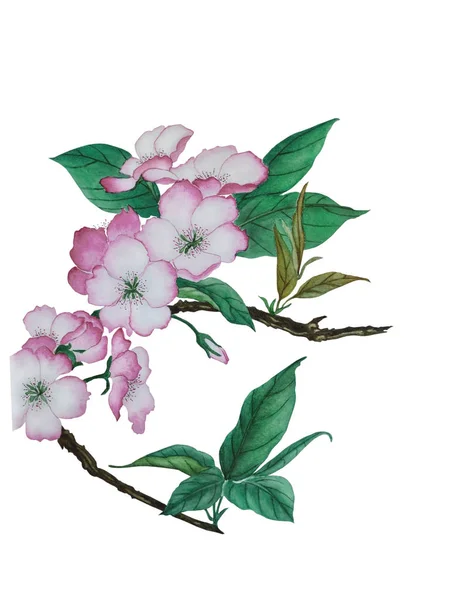 Traditionele Chinese Aquarel Van Bloemen Cherry Blossom Witte Achtergrond Illustratie — Stockfoto