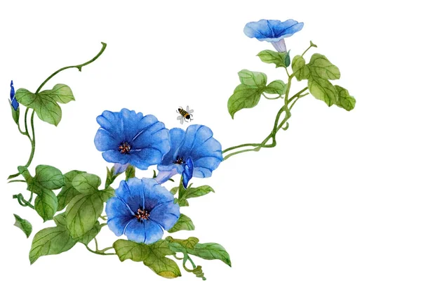 Akvarel s modrými květy ranní slávy — Stock fotografie