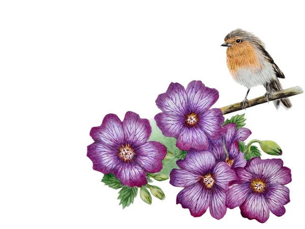Floração de gerânio lilás e um pássaro robin — Fotografia de Stock