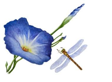 Çiçekli bir dal ipomoea ile suluboya. Sabah zafer güzel mavi çiçek, yusufçuk yakın uçar. Geleneksel hinese tarzında yürütülen, beyaz arka planda izole edilmiş illüstrasyon.
