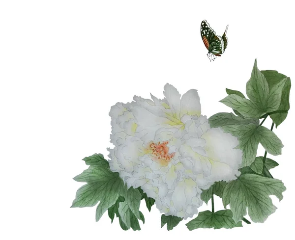 Aquarel met een grote witte bloem Peony — Stockfoto