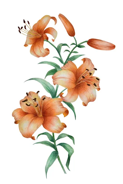 オレンジユリの開花の枝を持つ水彩画 — ストック写真