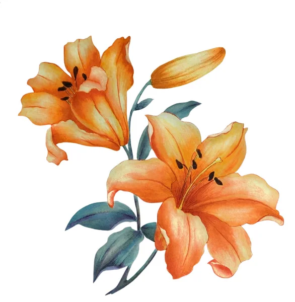 Akvarell két narancs liliomok, fehér alapon — Stock Fotó