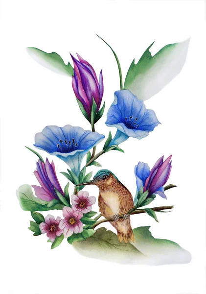 Akvarell med en Ipomoea blommande och Colibri Bird — Stockfoto