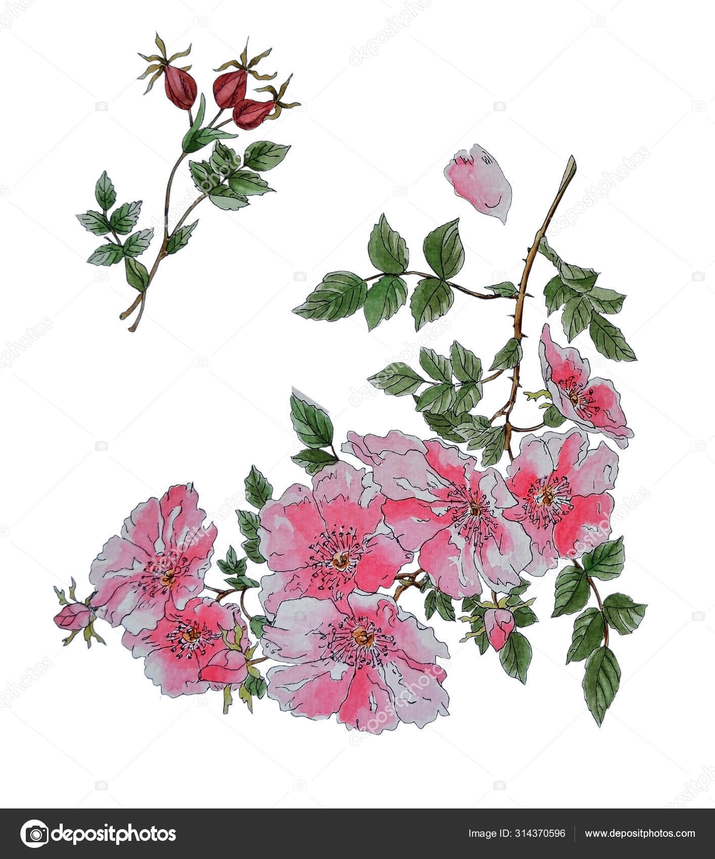 Featured image of post Imagens De Roseiras Floridas Uma das flores mais apreciadas