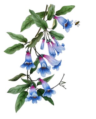 Mavi çanların narin renkleriyle suluboya