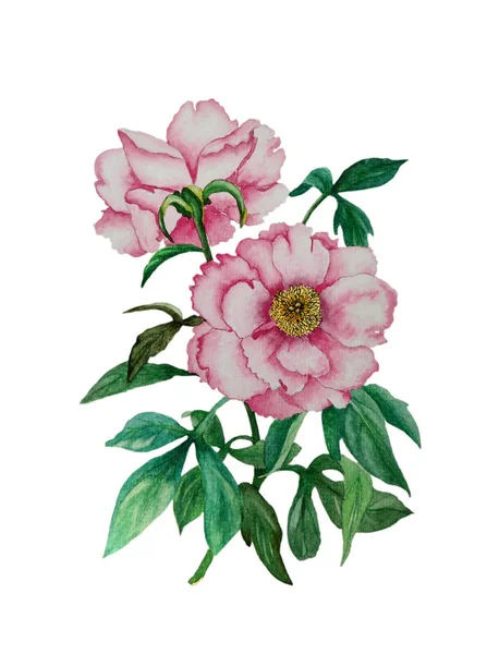 Akvarell med vackra rosa pion blommor — Stockfoto