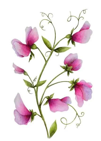 Ilustracje Akwarelowe Różowymi Kolorami Groszku Może Być Stosowany Jako Romantyczne — Zdjęcie stockowe