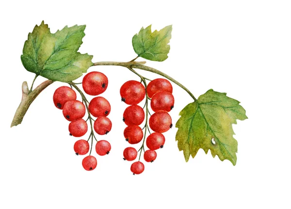 Watercolor Red Currant Berries Branch Leaves Isolated White Background Can — Stock Photo, Image