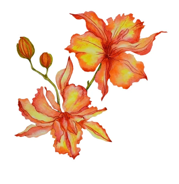 Akvarell Gyönyörű Fényes Narancs Virágok Liliom Közelkép Elszigetelt Fehér Háttérrel — Stock Fotó