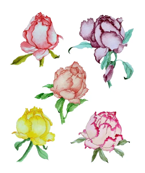 Watercolor illustration with several peonies, flowers of peonies in buds of various kinds, isolated on white background. Can be used as romantic background for wedding invitations, greeting postcards, prints, textile design, packaging design.
