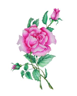 Beyaz arka planda izole edilmiş güzel bir kırmızı gülün suluboya çizimi. Düğün davetiyeleri, tebrik kartları, baskılar, tekstil tasarımı, ambalaj tasarımı için romantik bir arkaplan olarak kullanılabilir.