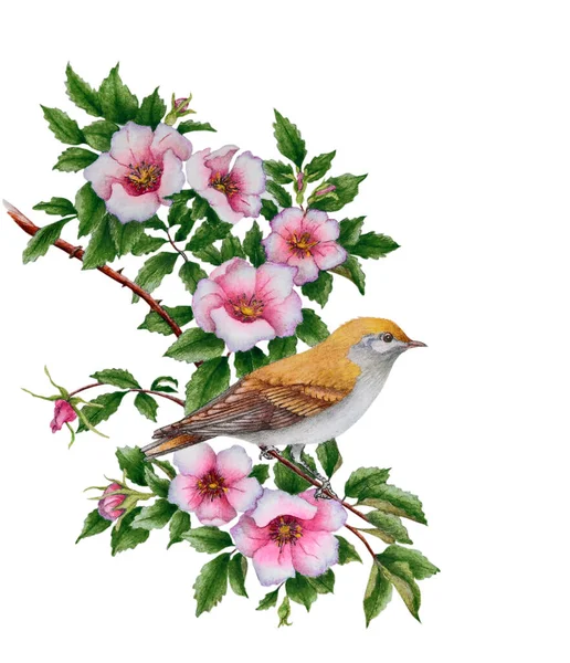 Akvarell Illusztrációk Egy Virágzó Ága Rózsa Csípő Egy Sárga Madár — Stock Fotó