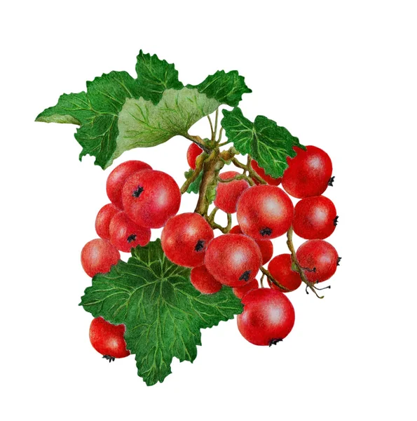 ポートフォリオ Veremii ストック写真 イラストとベクターアート Depositphotos