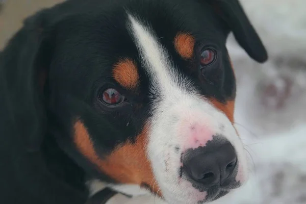 Portret Van Een Hond Dog Het Park — Stockfoto