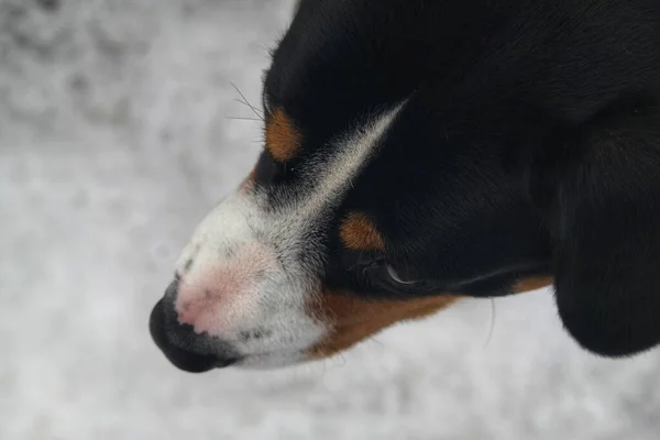 Hond Portretten Hond Het Park Portret Van Een Hond — Stockfoto