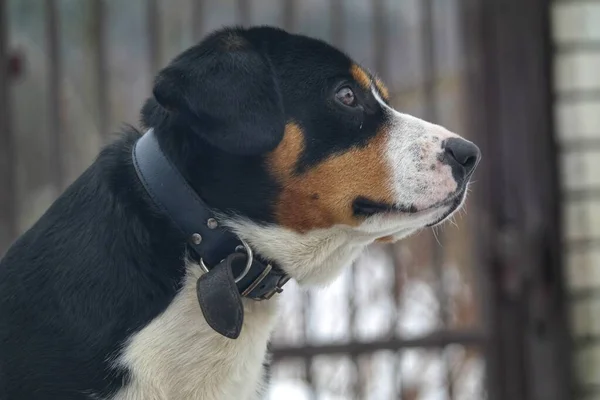 Hund Eines Portrait Hund Park — Stockfoto