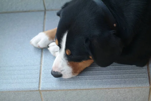 Портрет Собаки Dog Dog Перед Вікном Чорний Собака Дуже Багатий — стокове фото