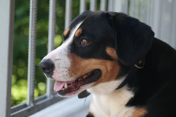 Portret Van Een Hondje Voor Het Raam — Stockfoto