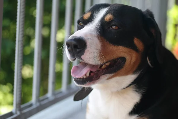 Portret Van Een Hondje Voor Het Raam — Stockfoto