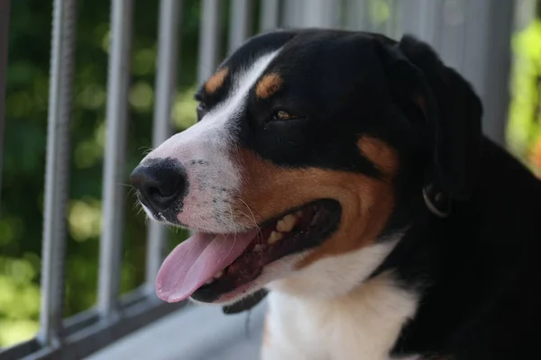 Portret Psa Dog Dog Dog Przed Oknem Czarny Pies Bardzo — Zdjęcie stockowe