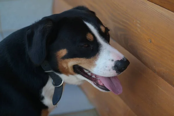 Portret Van Een Hondje Voor Het Raam Zwarte Hond Een — Stockfoto