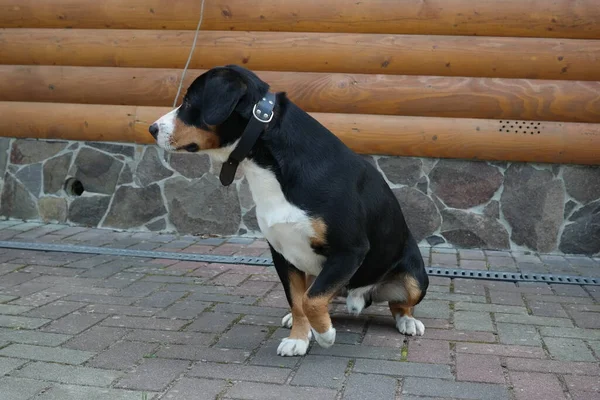 窓の前の犬の肖像画黒い犬 とても豊かな犬です 大きな犬だ グレーを背景にした家の肖像犬 舌の大きい犬 とても大きな黒い犬です ハンター犬 舌のある家の犬 — ストック写真