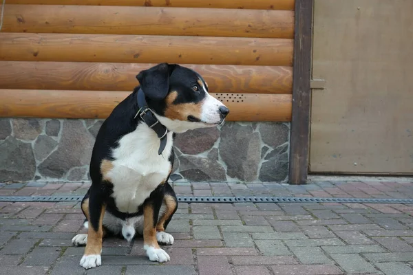 Portrait Chien Dog Dog Devant Fenêtre Chien Noir Chien Très — Photo