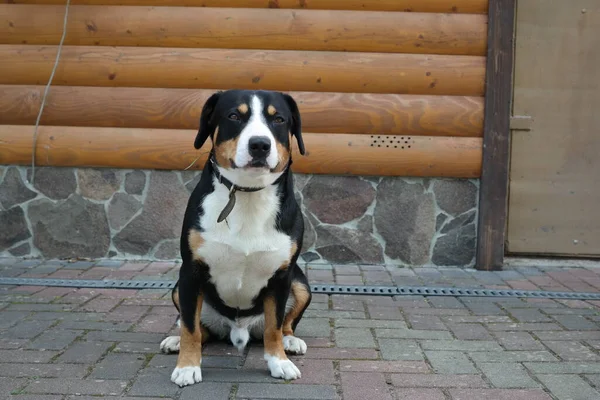 Retrato Dog Dog Dog Frente Janela — Fotografia de Stock